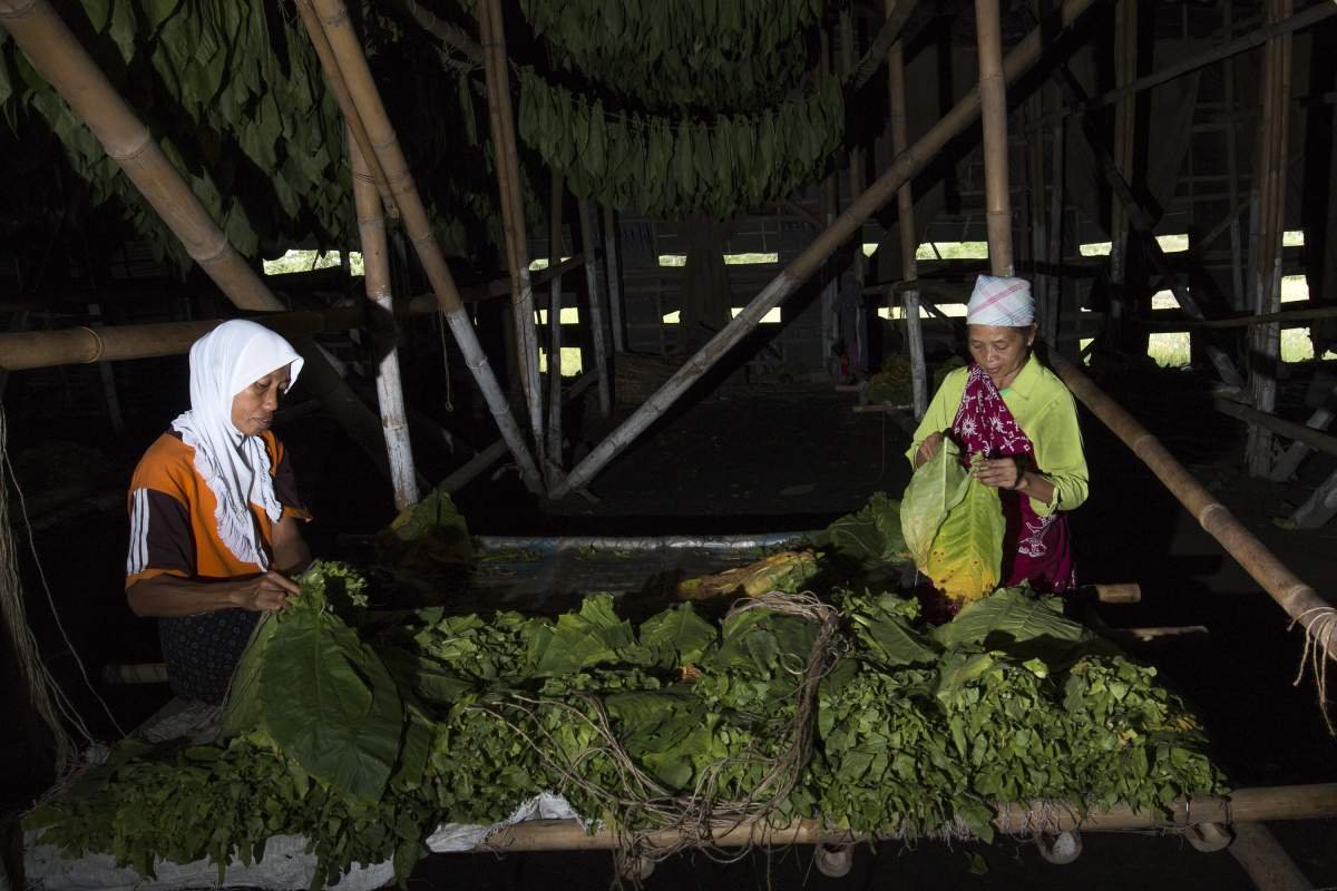 Aktivitas dalam Los Tembakau Klaten