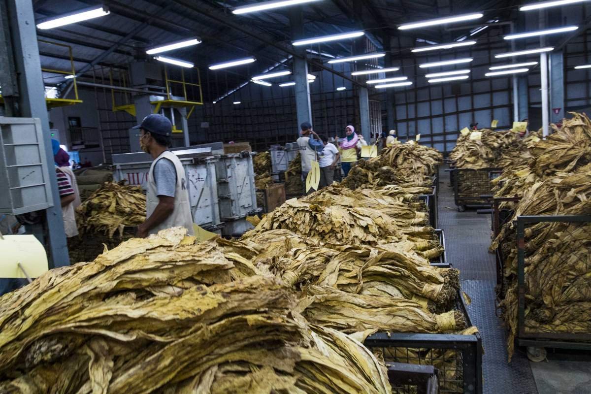 Aktivitas di gudang tembakau di desa Montong Gamang, Lombok.