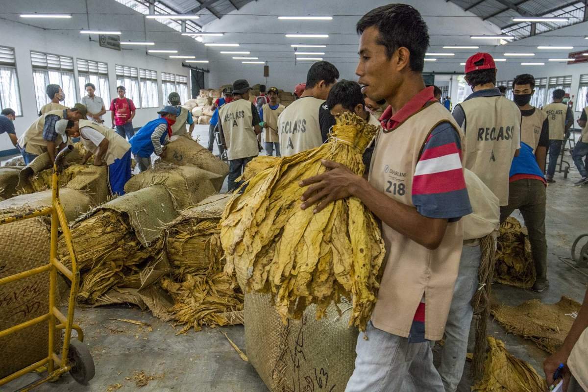 Aktivitas di Gudang Tembakau Virginia, Lombok