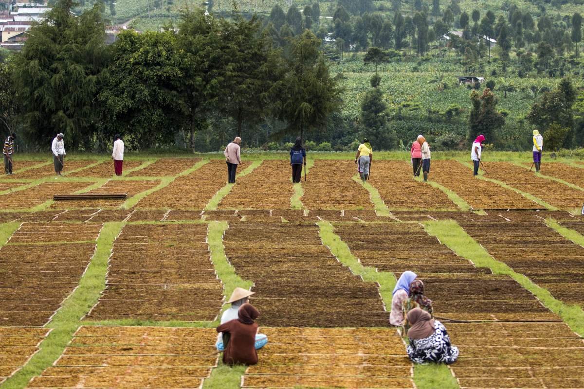 Aktivitas musim panen di lapangan Kledung