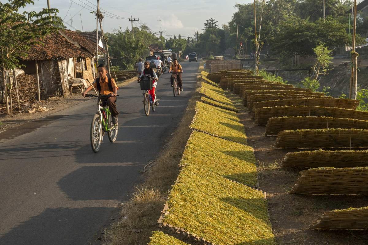 Anak Anak berangkat sekolah melewati jemuran tembakau di sebuah jalan di Probolinggo