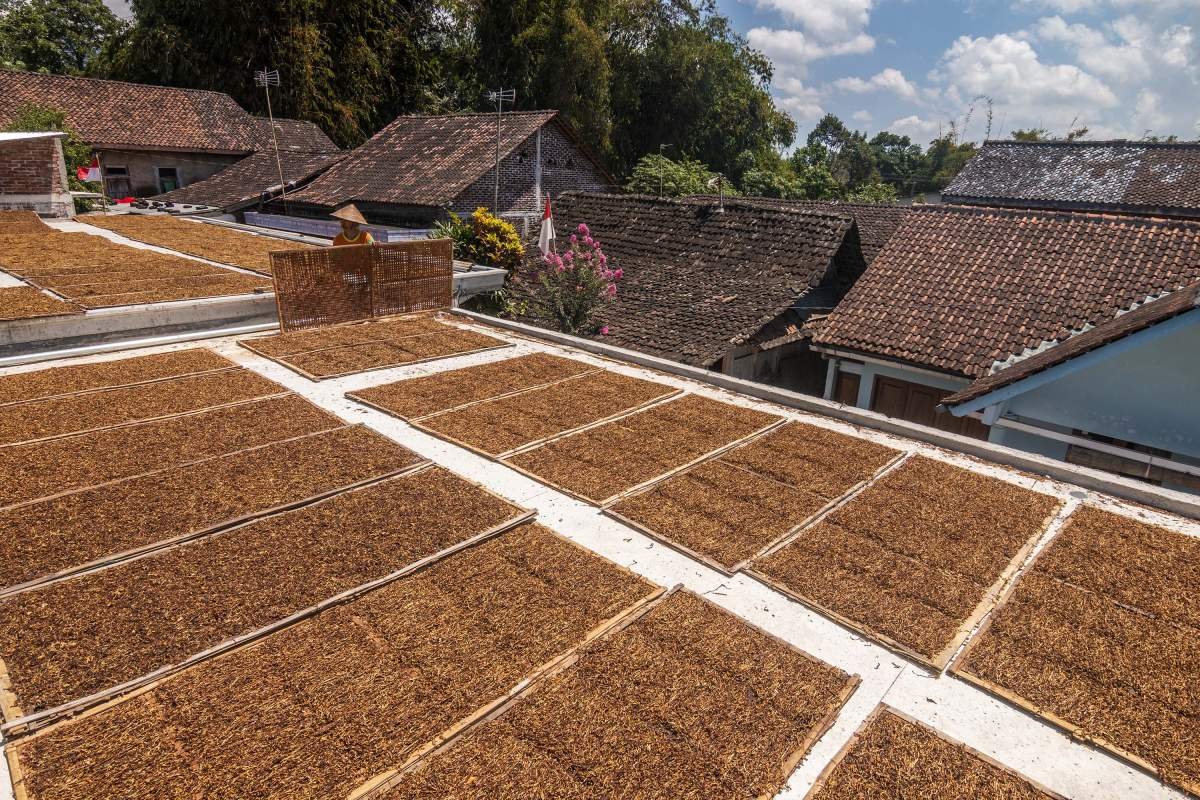 Atap rumah menjadi area penjemuran tembakau di Lereng Sindoro