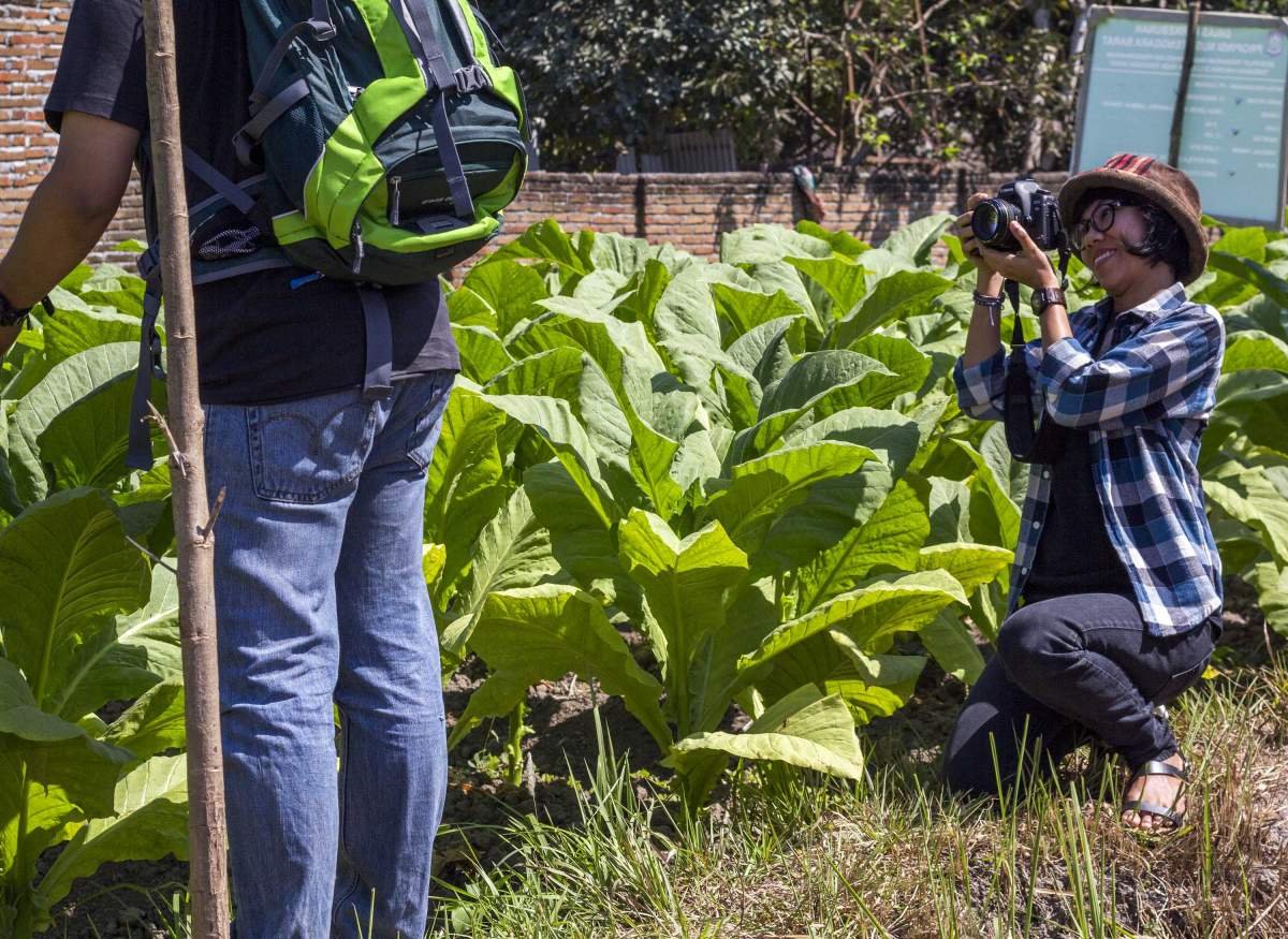 Atre saat memotret aktivitas di ladang tembakau Virginia di Lombok
