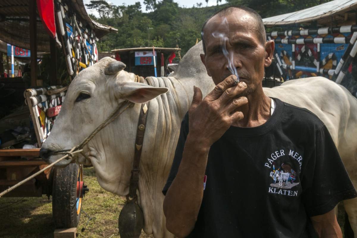 bajingan gerobak sapi