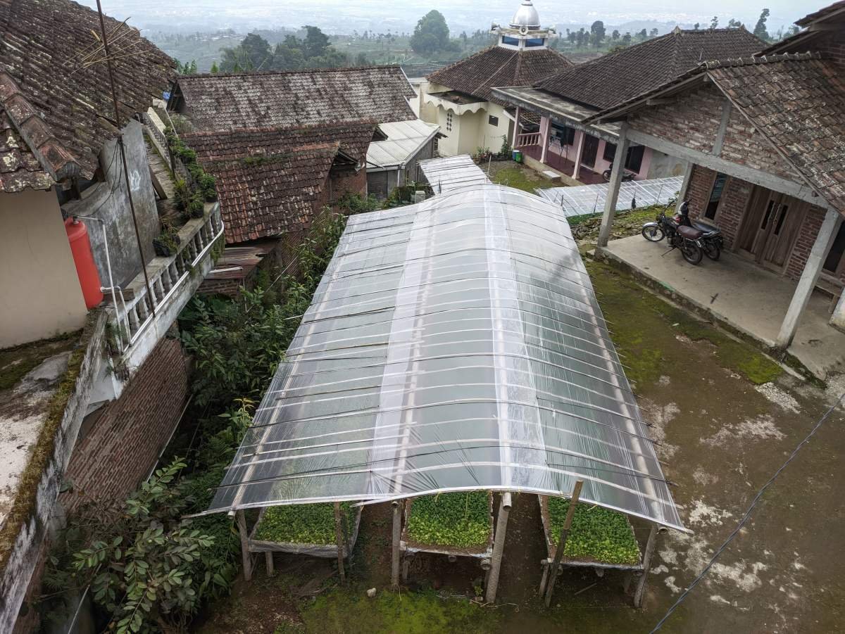 benih tembakau siap tanam di temanggung