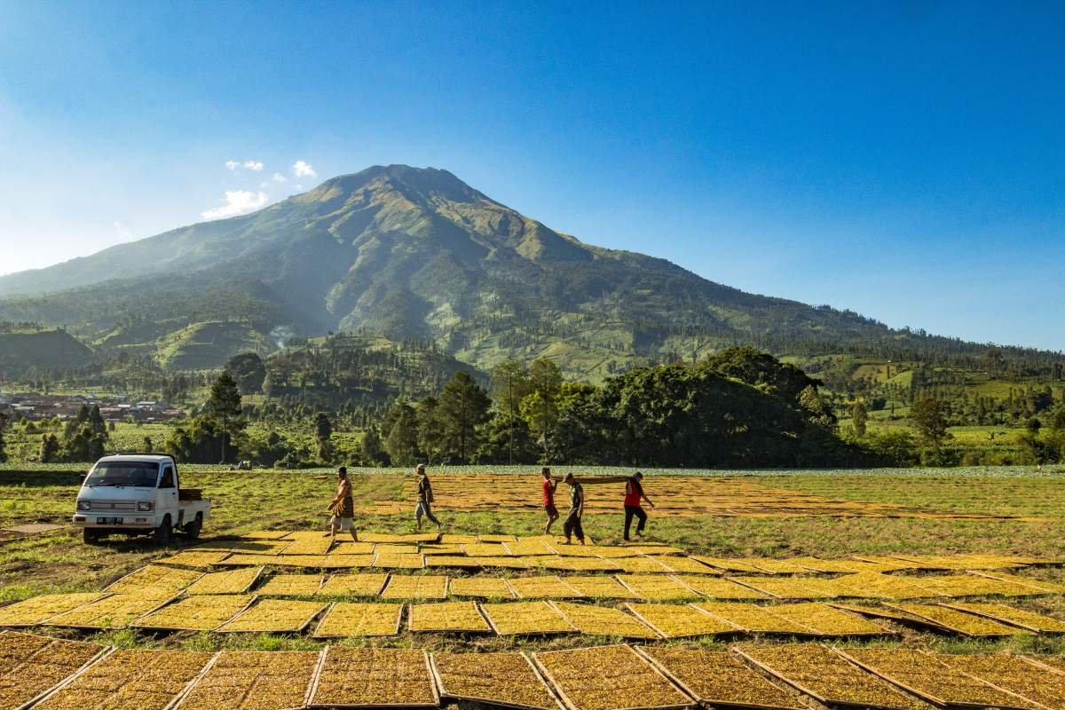 Bergotongroyong menjemur tembakau