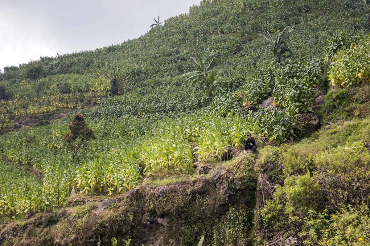 Bersantai sambil sebat di ladang tembakau lereng Sumbing