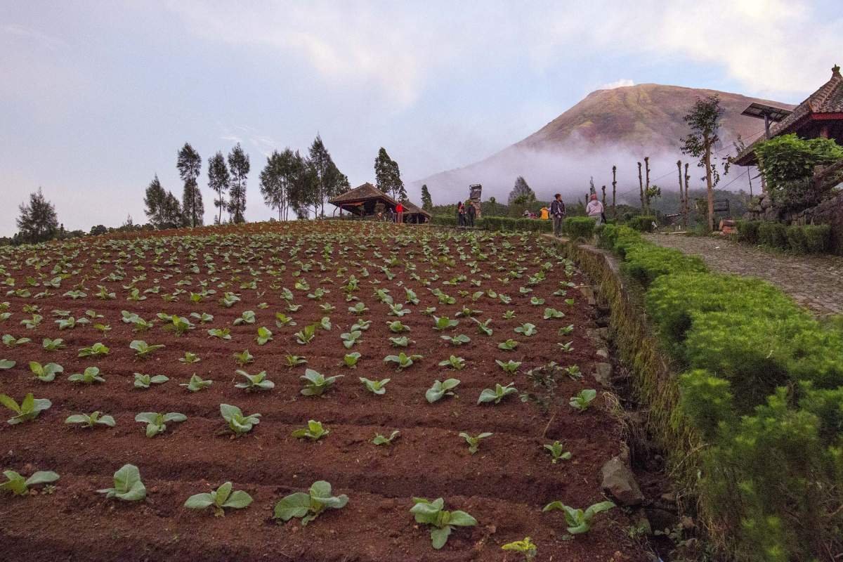 Bibit yang telah ditanam di lereng Sindoro