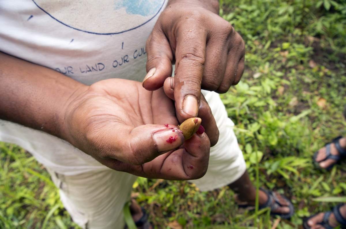 Biji Bunga cengkeh saat musim petik di Kepulauan Maluku