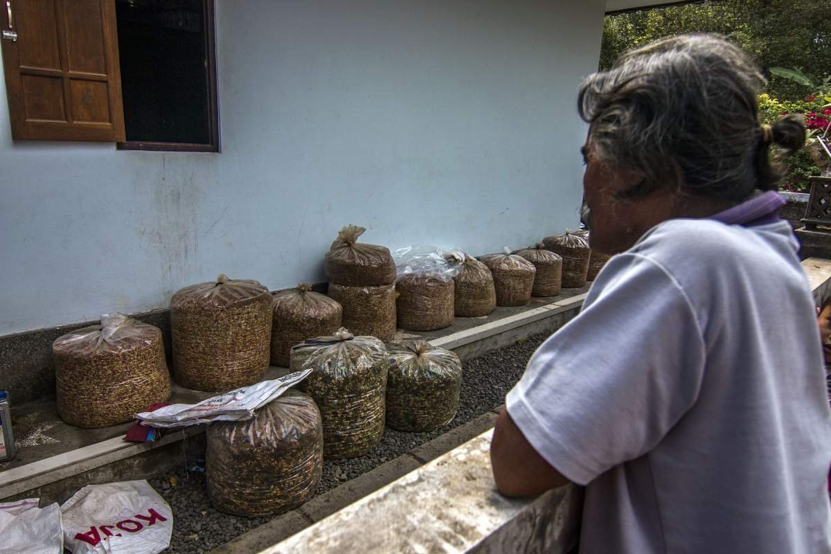 Bli Wayan melihat cengkeh hasil panennya di Desa Munduk, Bali