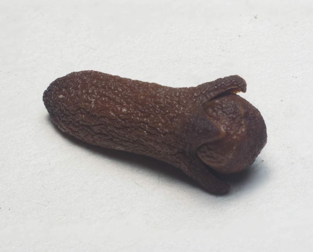 Bunga Cengkeh