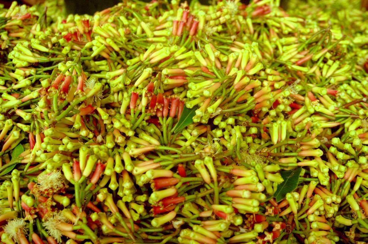 Bunga cengkeh dari Maluku
