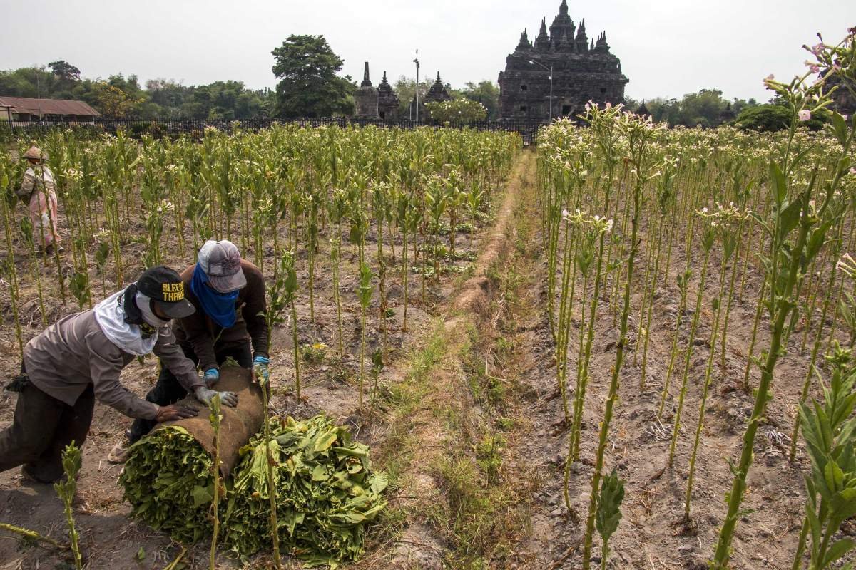 Candi Plaosan saat panen tembakau