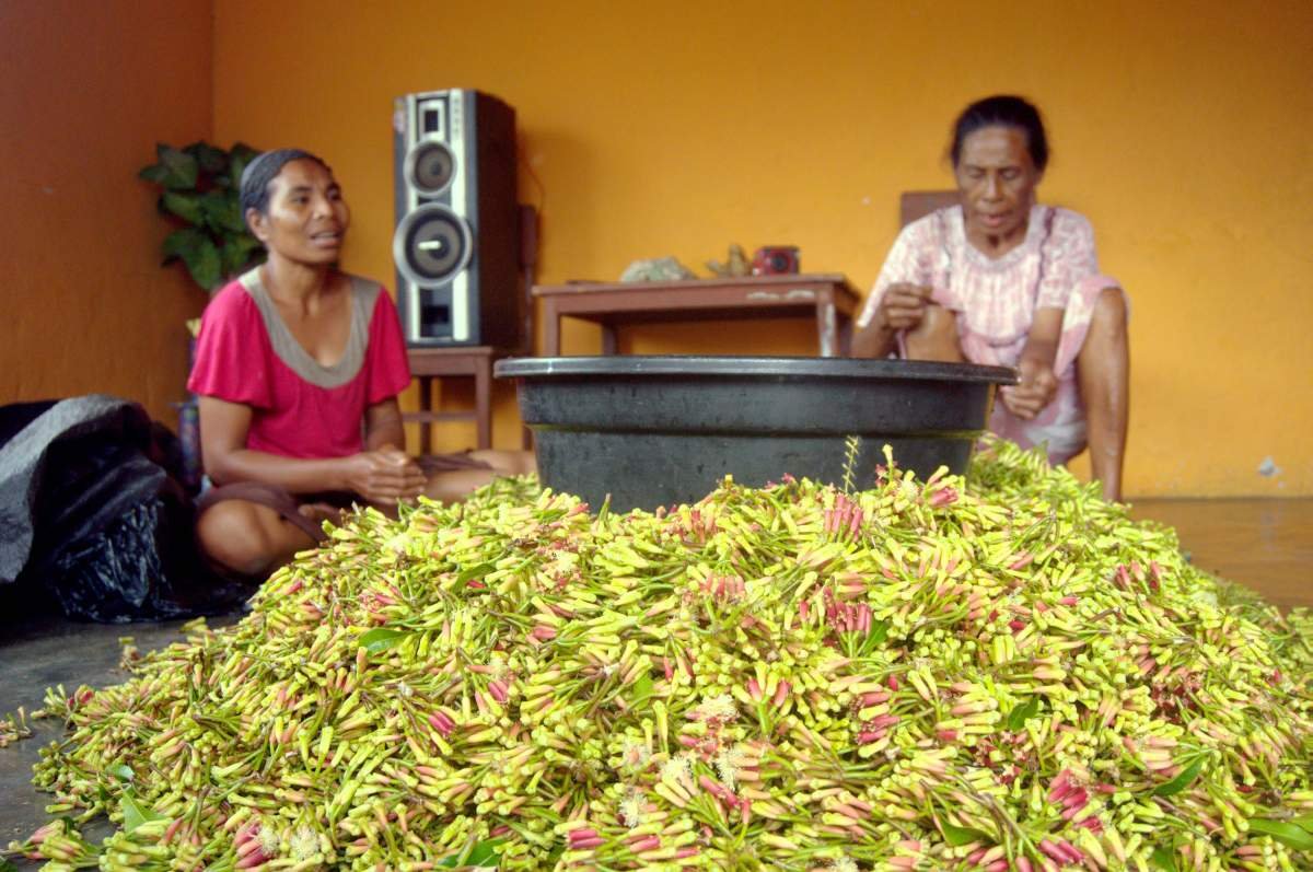 Cengkeh di Rumah Petani