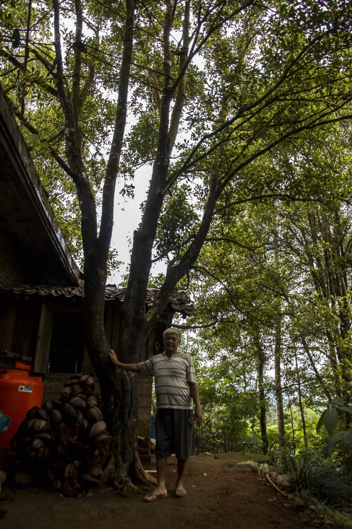 Cengkeh di samping rumah di Menoreh, Kulon Progo