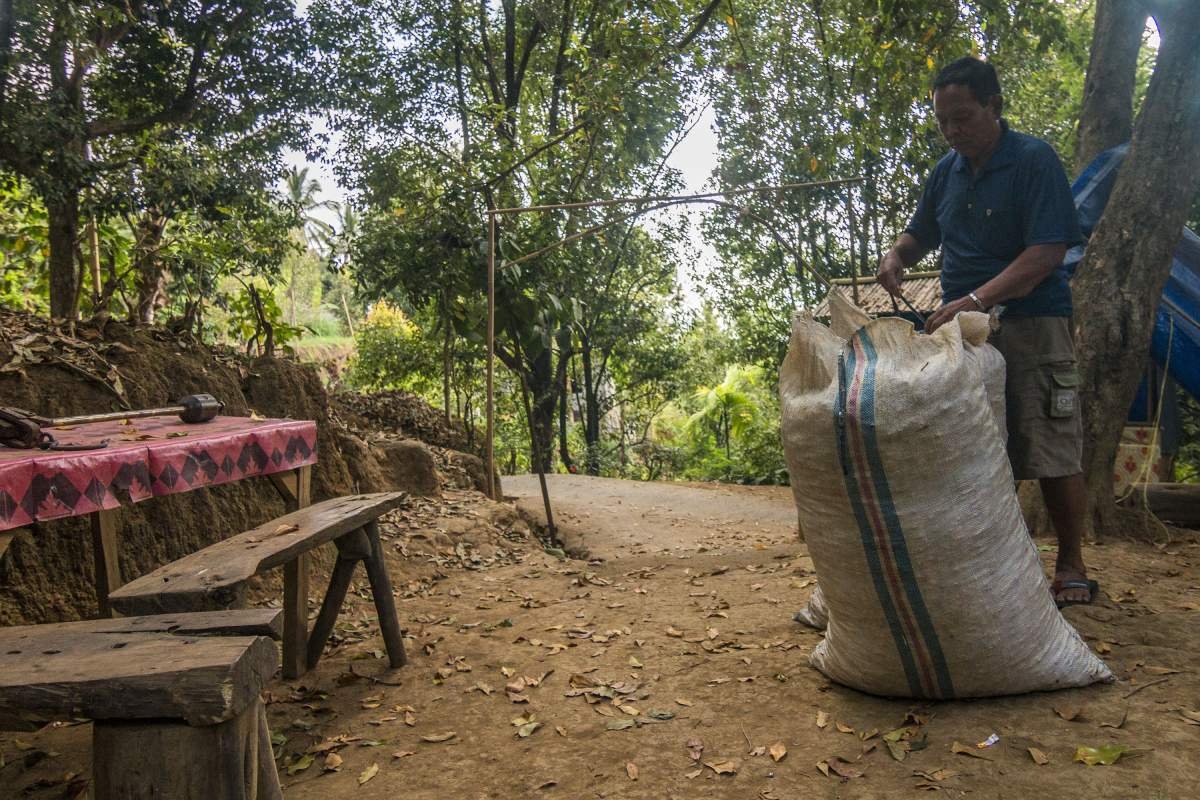 Cengkeh hasil Panen dimasukkan karung untuk ditimbang