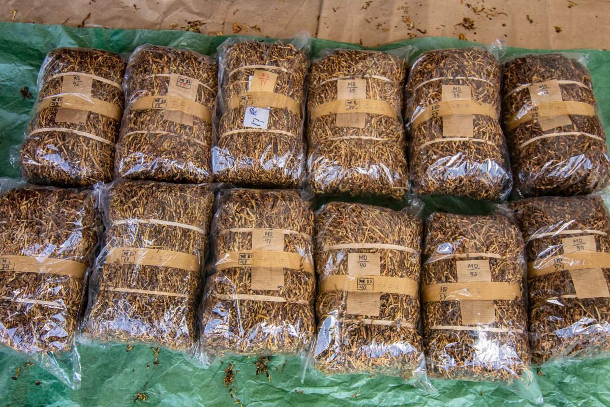 Contoh Tembakau yang Diajukan Ke pabrikan Rokok 