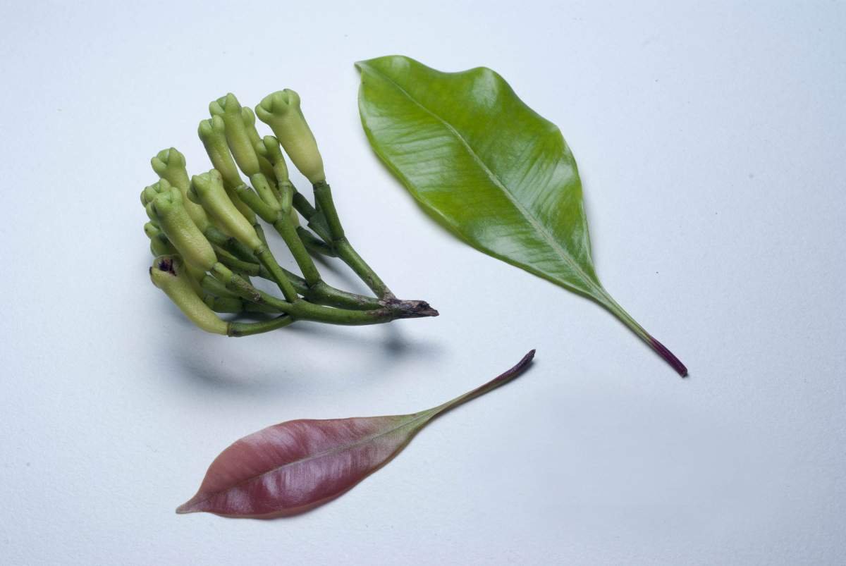 Daun dan Bunga cengkeh