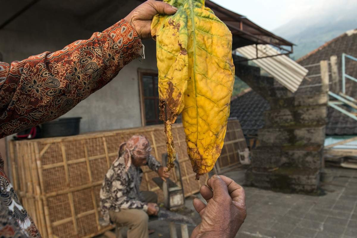 Daun kering kemloko
