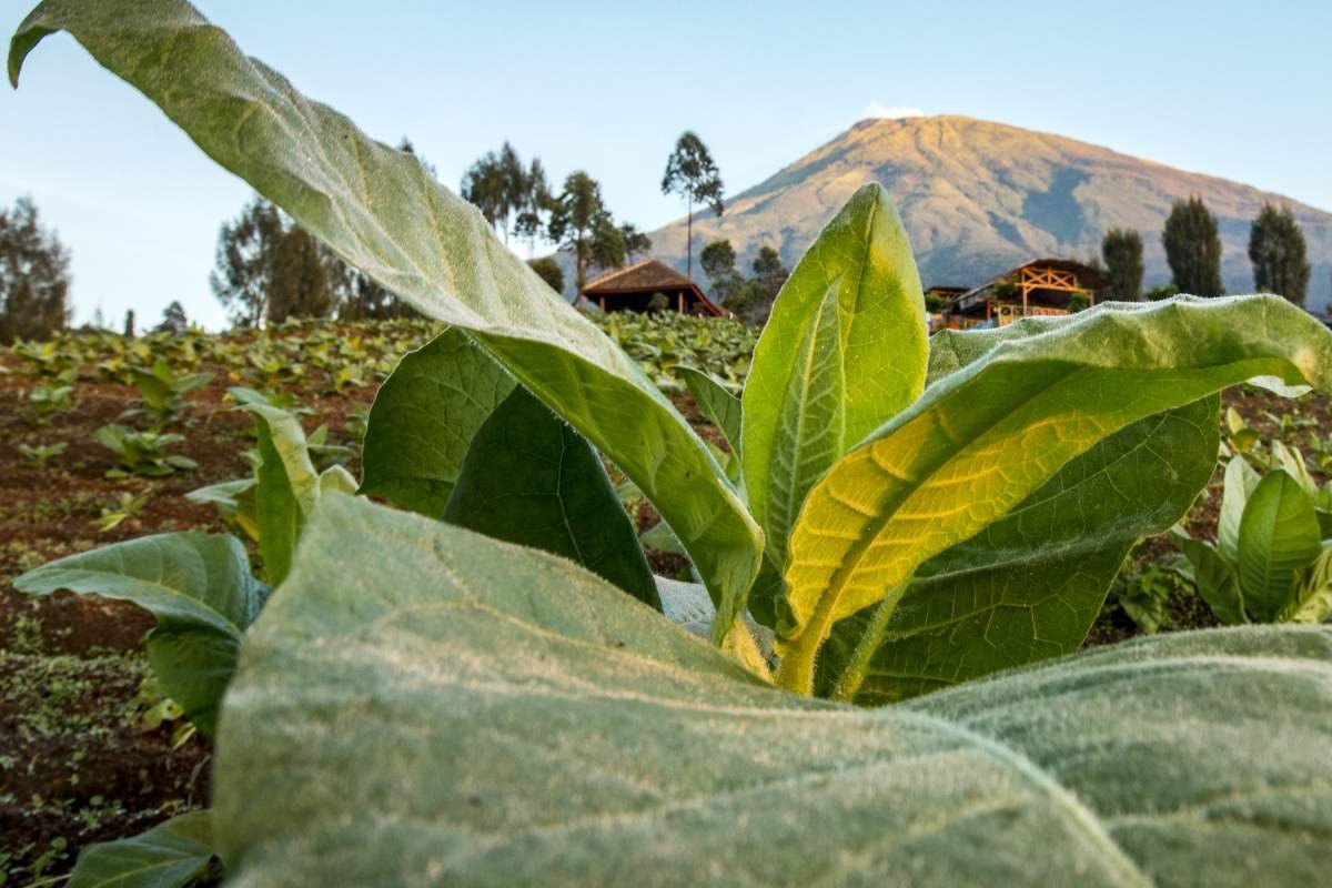 Daun Tembakau berlatar Gunung Sindoro