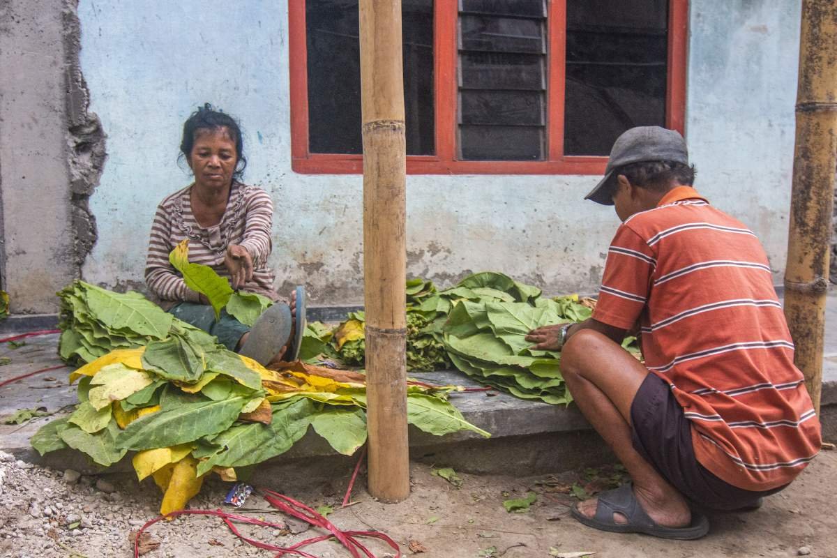 Daun Tembakau Boyolali