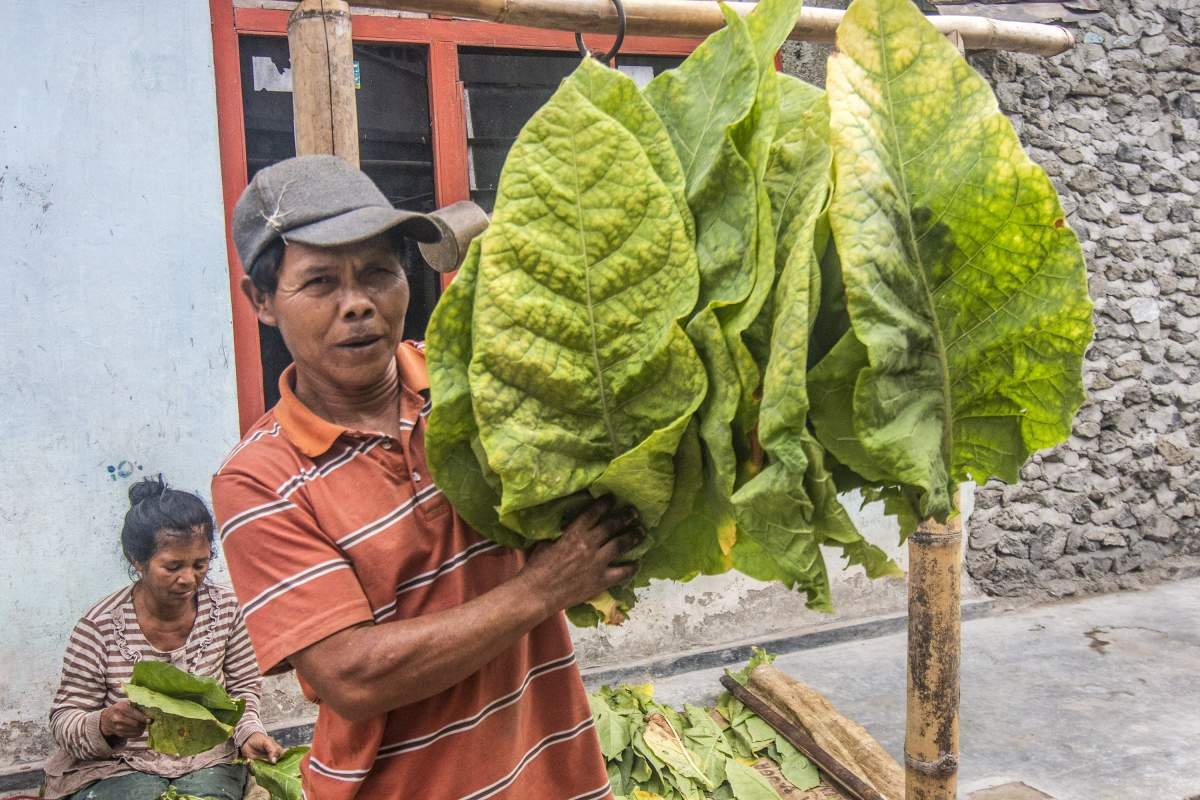 Daun Tembakau Boyolali yang Baru Dipetik