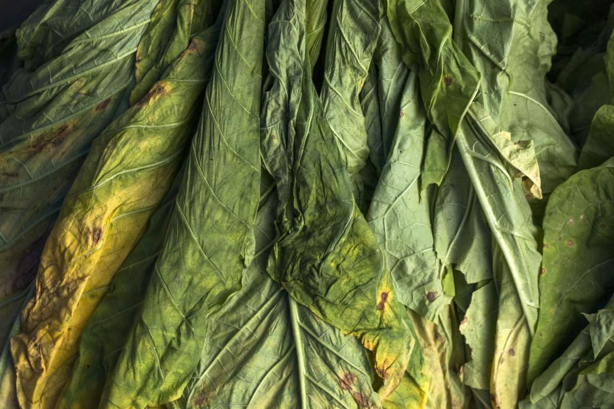 daun Tembakau Kasturi