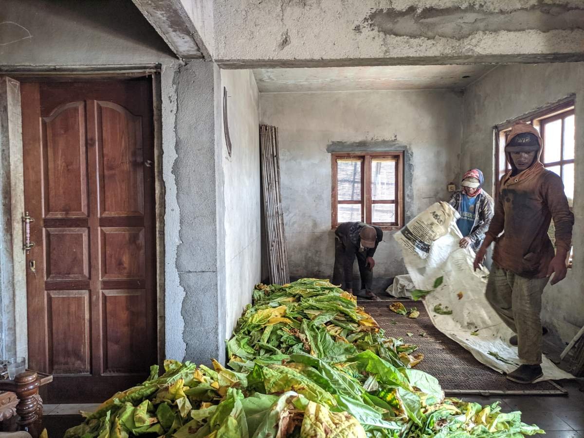 daun tembakau usai dipanen di rumah petani