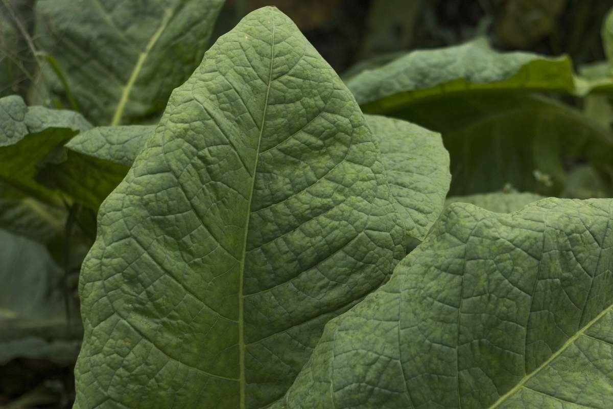 Daun tembakau varietas Kasturi.