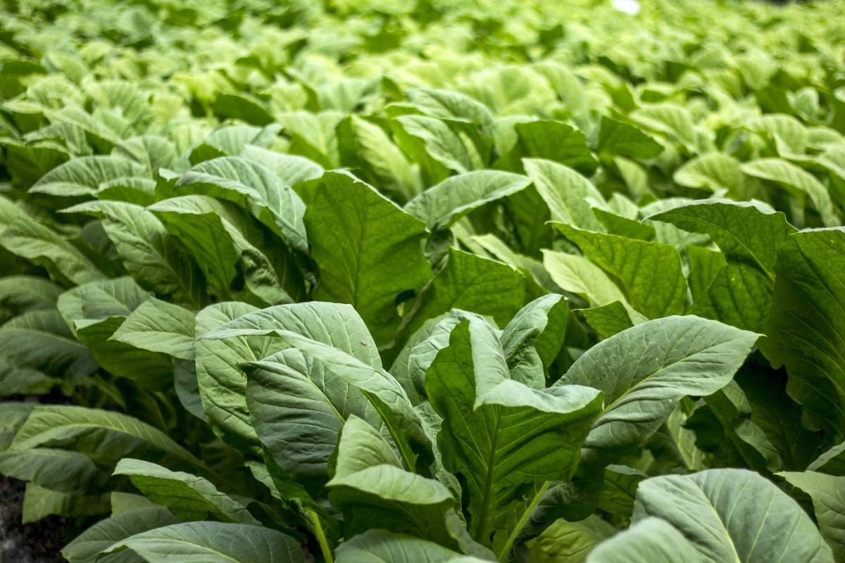 Daun Tembakau virginia di ladang tembakau desa Lekor, Lombok.