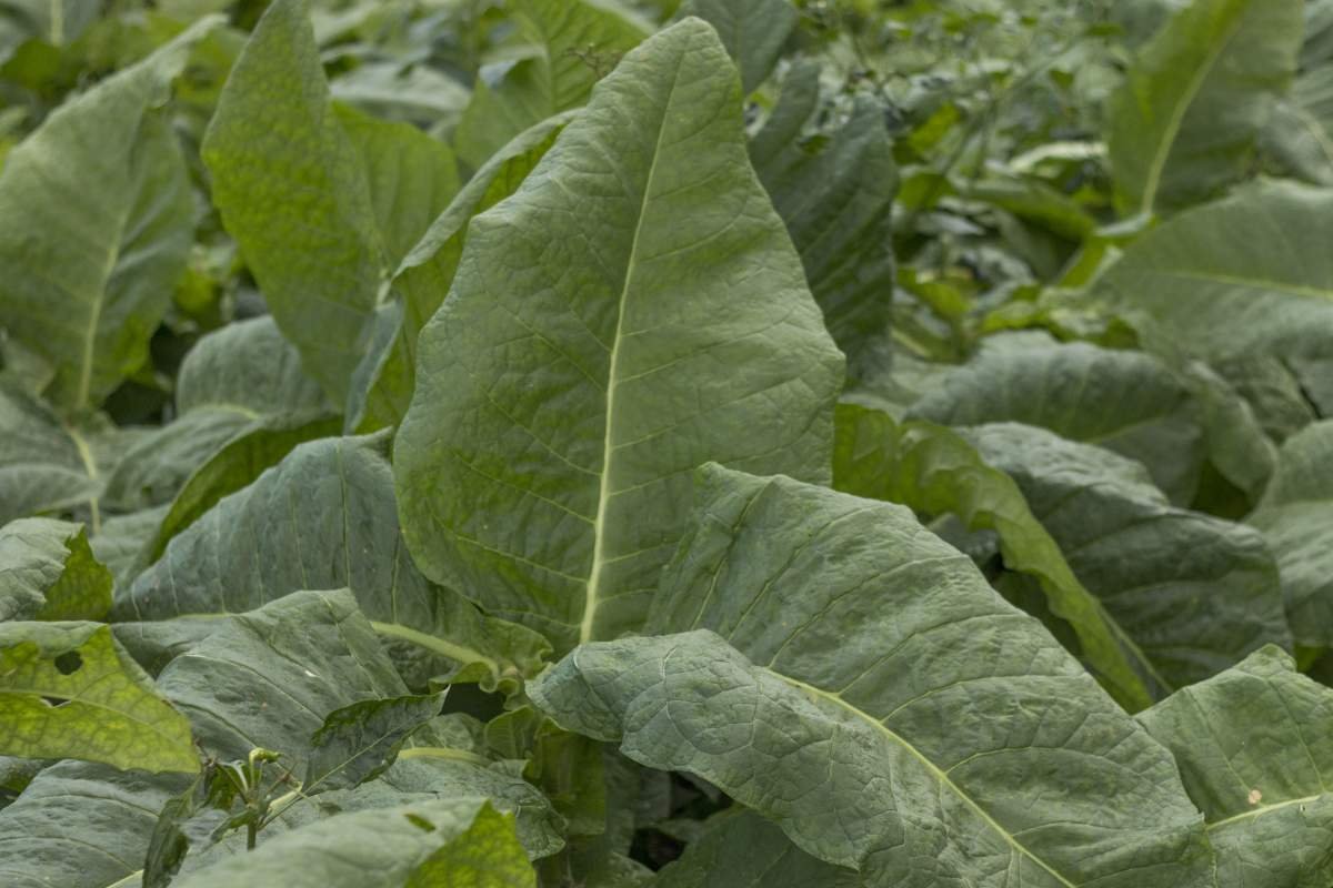 Daun tembakau Virginia di Lombok