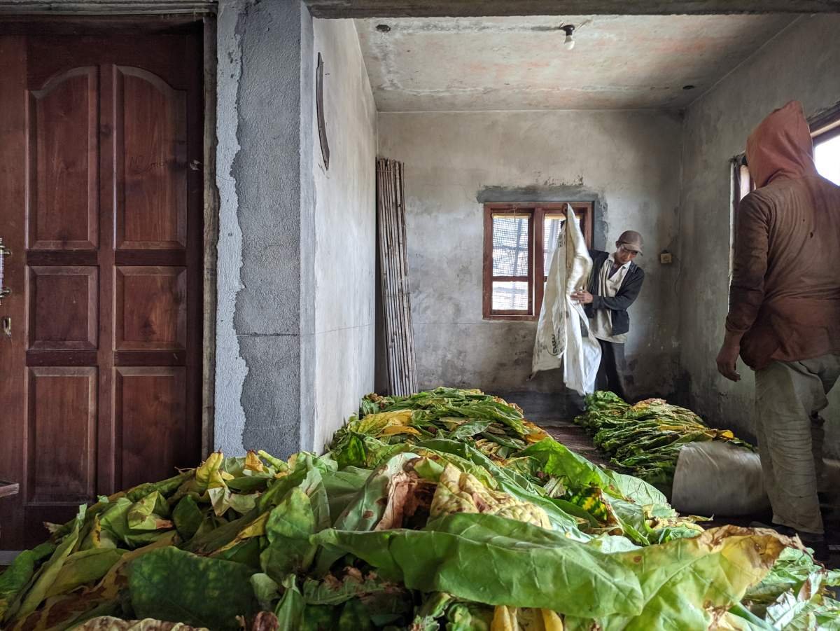 daun tembakau yang siap diperam di rumah petani