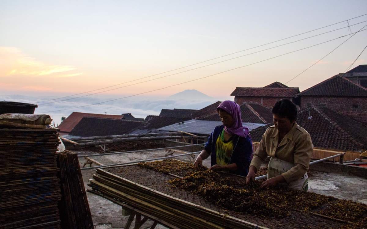 Dua perempuan sedang nganjang tembakau di lereng Sumbing