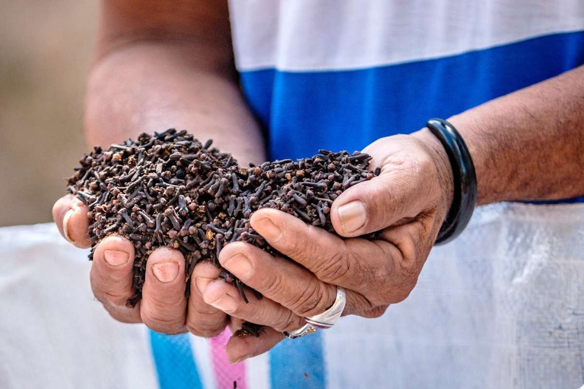 Emas Hitam Cengkeh Nusantara