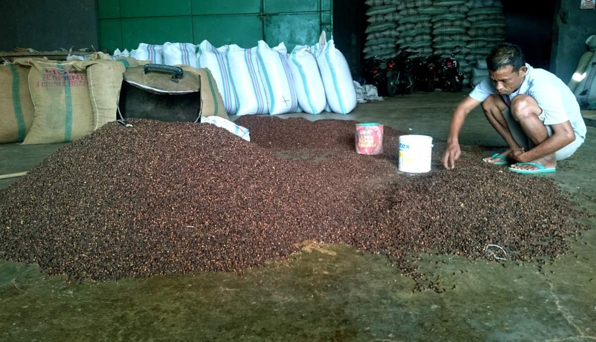Emas Hitam dari kepulauan Maluku