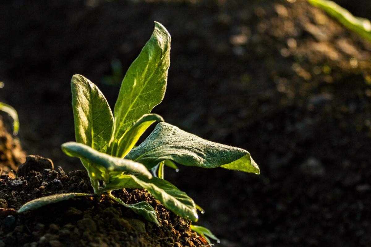 Embun Menempel di Daun Tembakau