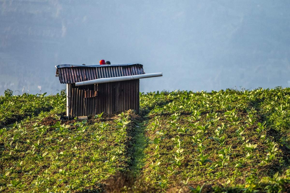 Gubug Di Tengah Ladang Tembakau