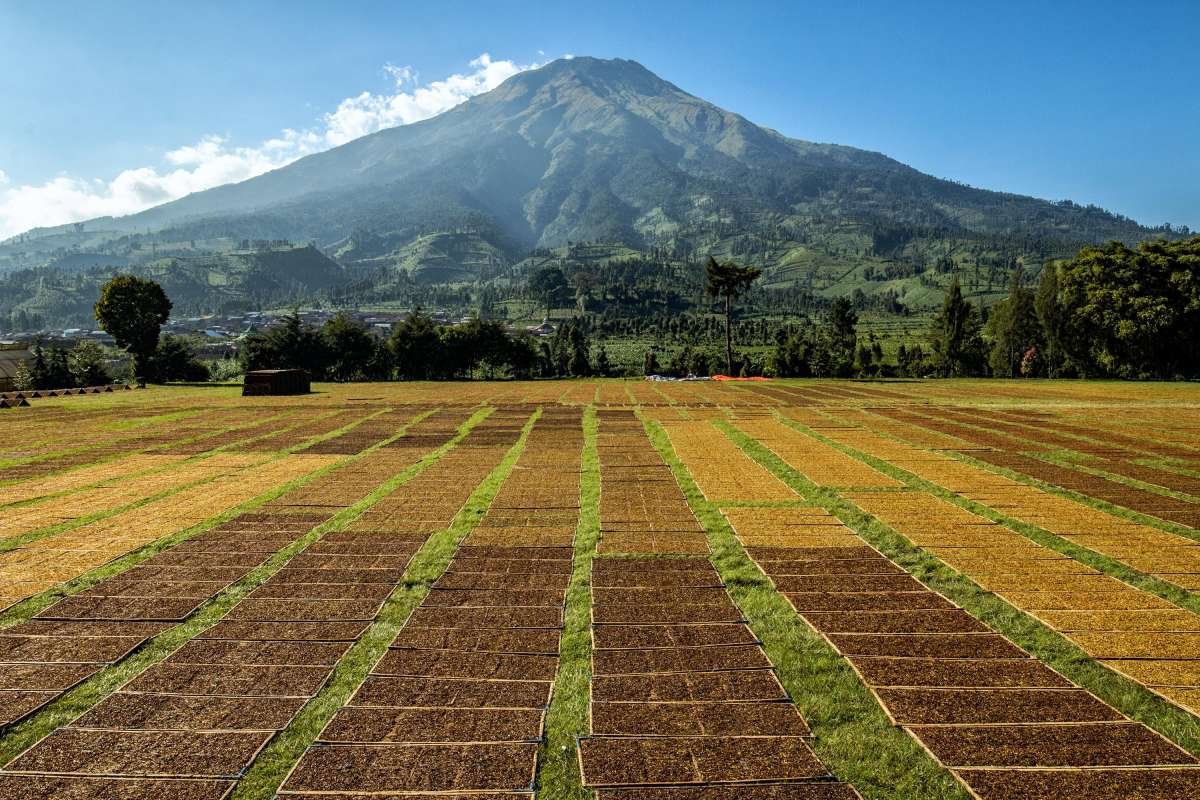 Gunung Sumbing 