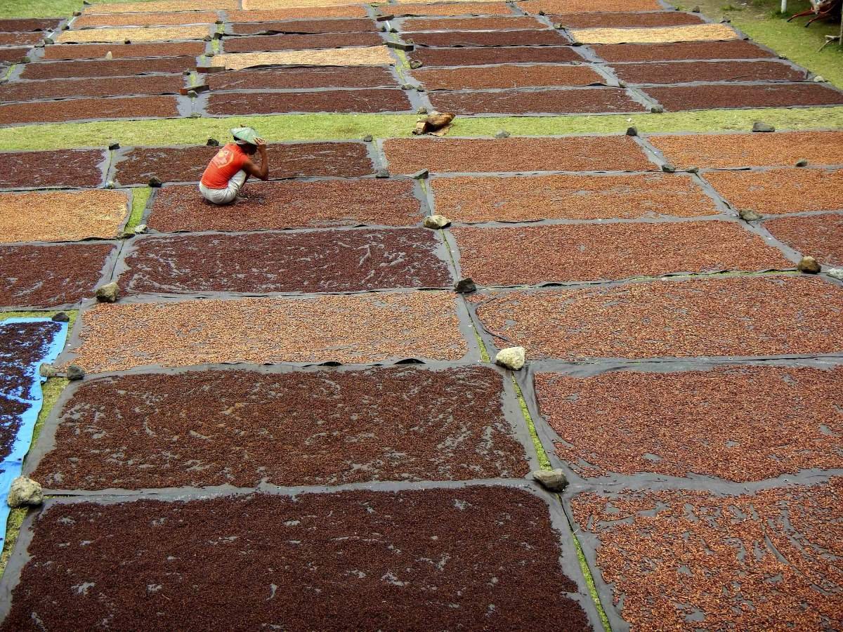 Halaman Dipenuhi Hamparan Cengkeh