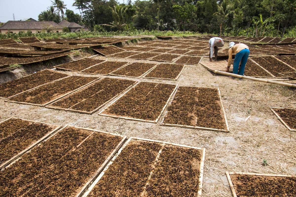 Halaman Rumah menjadi hamparan jemuran tembakau di Manisrenggo, Klaten