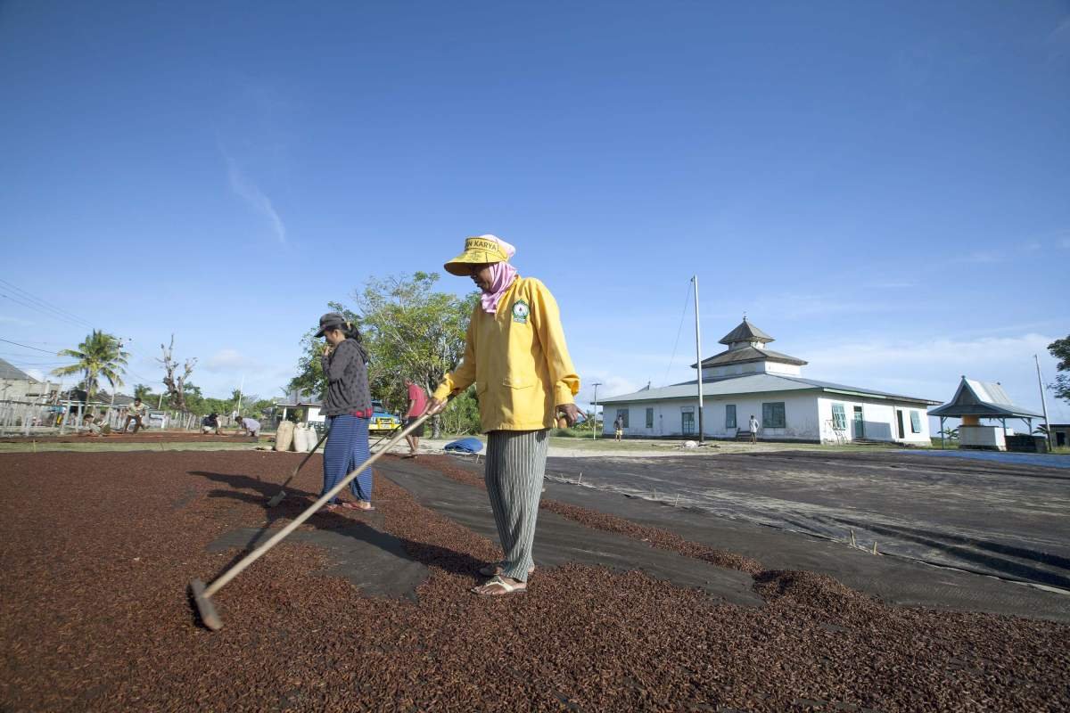 Hamparan cengkeh di halaman masjid di Maluku