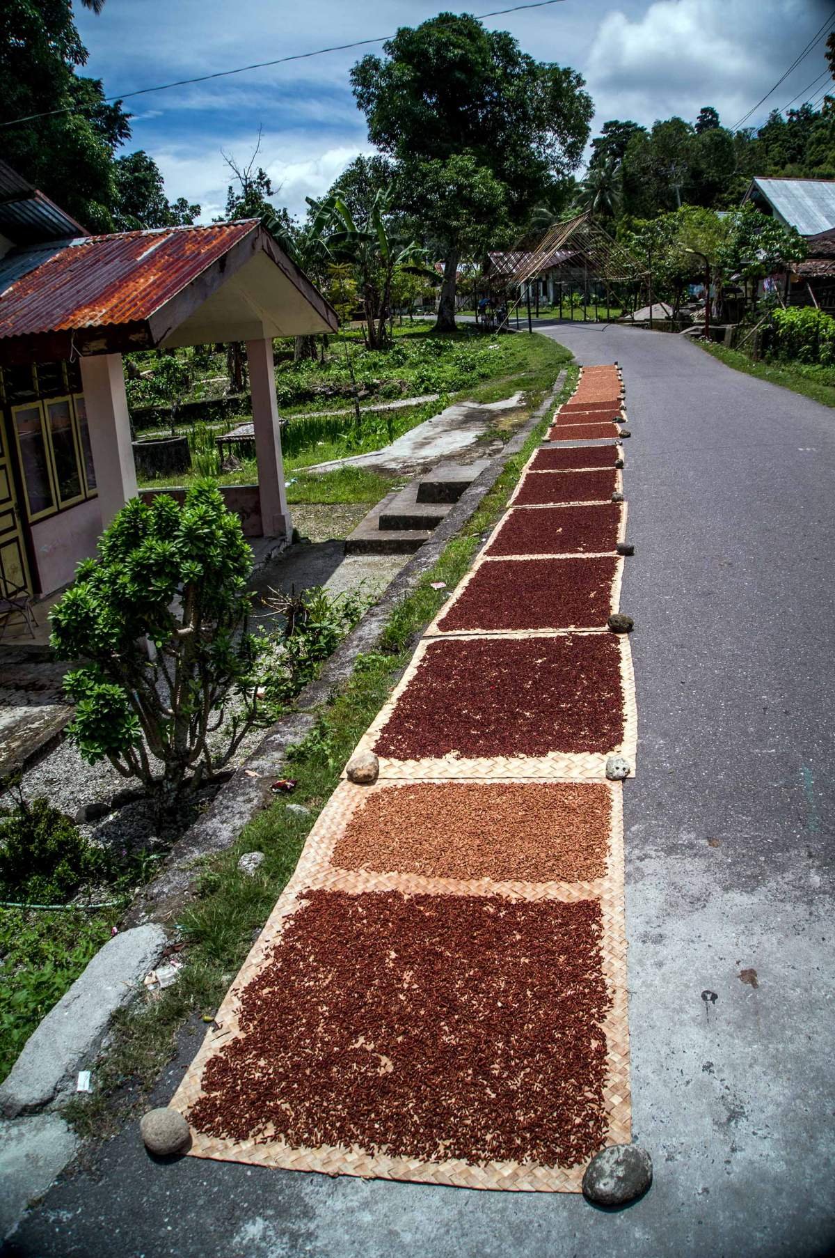 Hamparan Cengkeh Di Tepi Jalan