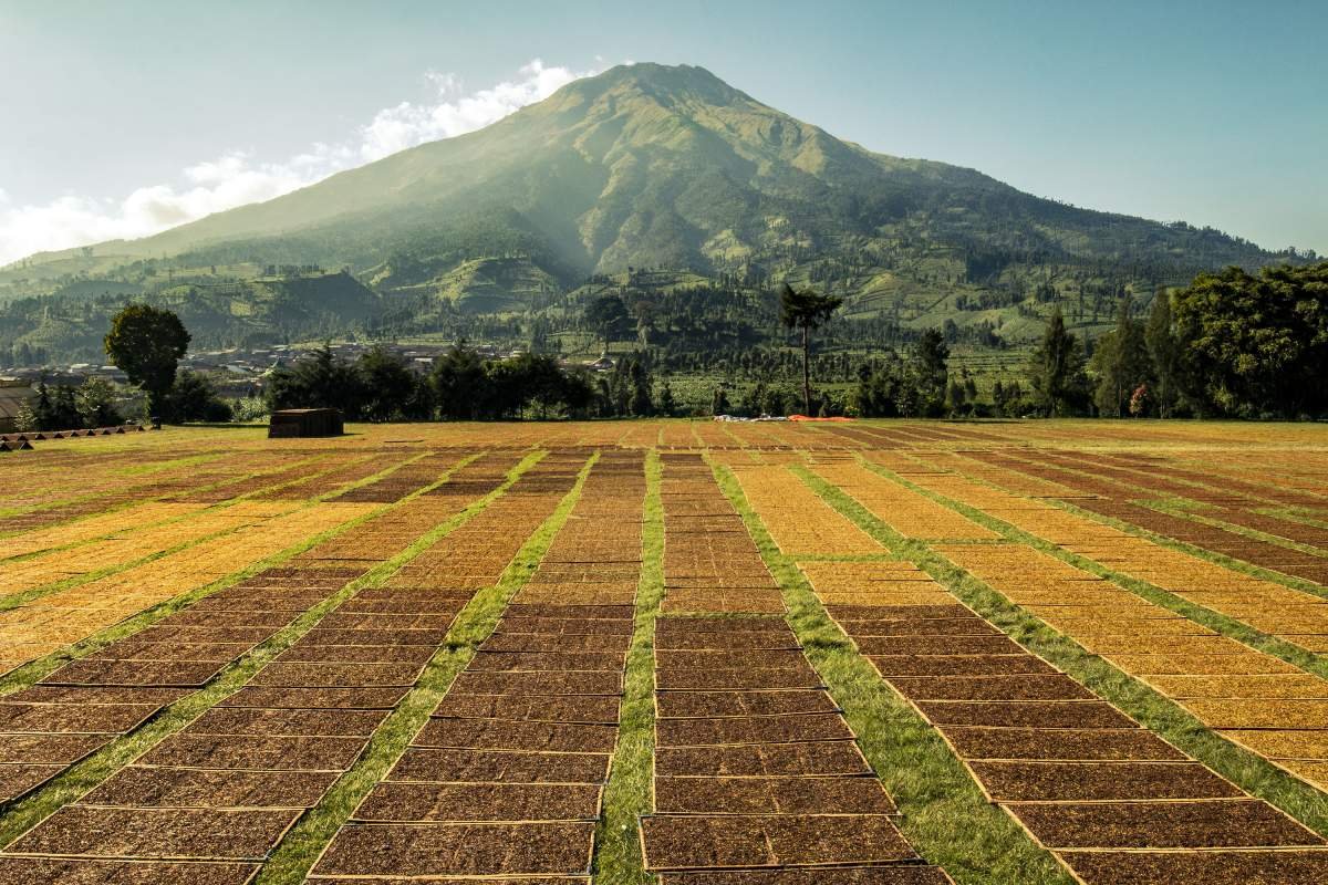 Hamparan Jemuran tembakau di Lapangan Desa Kledung, Temanggung