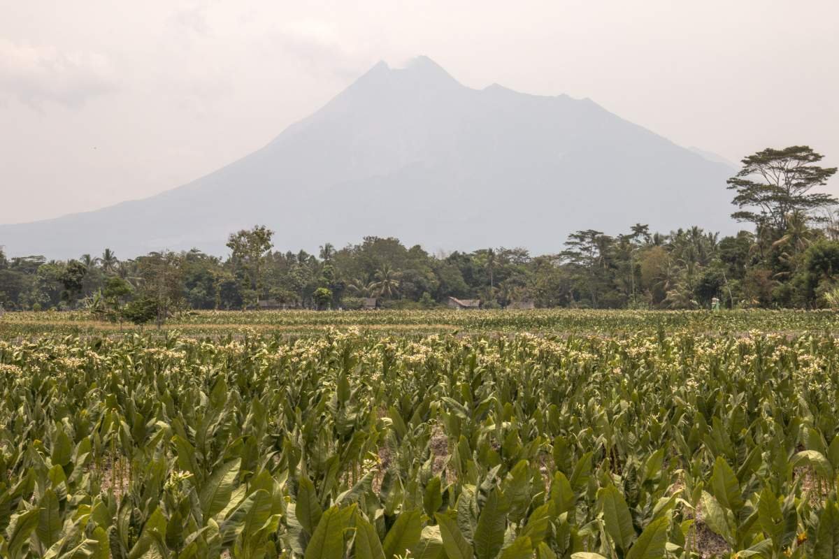 Hamparan pertanian di Sleman, Yogyakarta