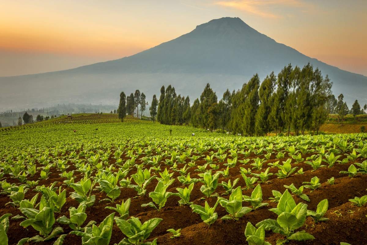 Hamparan tembakau Di Lereng Sindoro