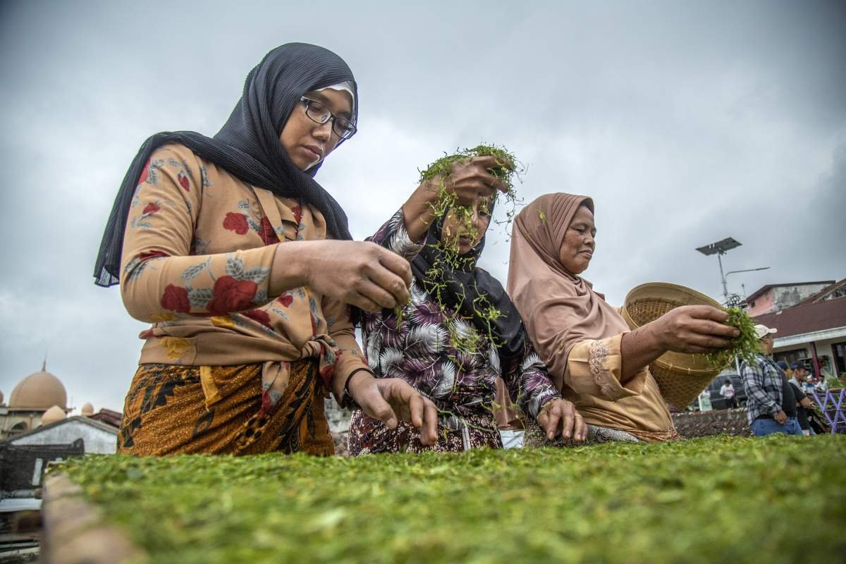 Ibu ibu warga Dusun Potorono nganjang tembakau rajangan di atas rigen