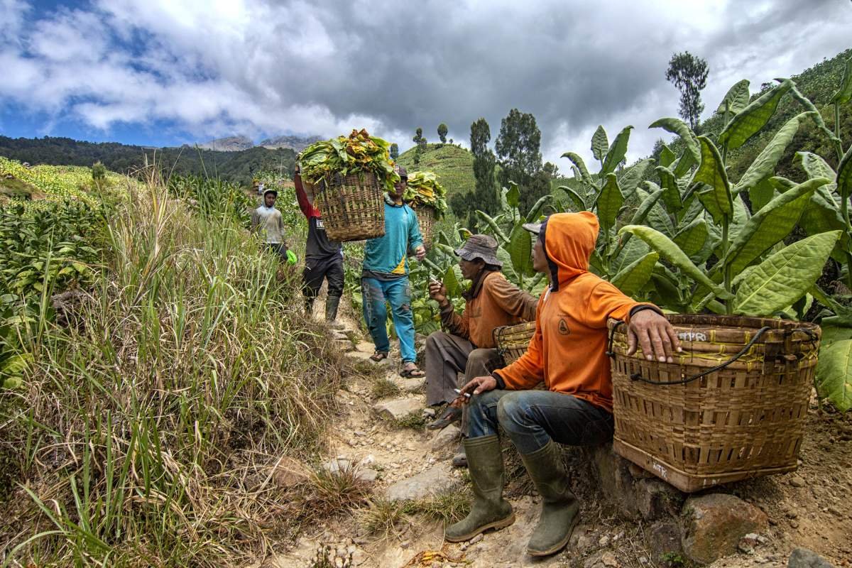 Istirahat Sambil Sebat di Lereng Gunung Sumbing