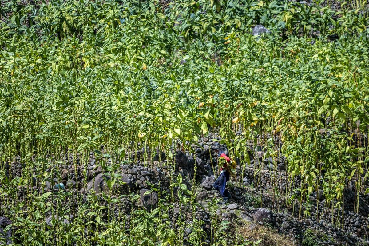 jalur petik tembakau di tebing Sumbing