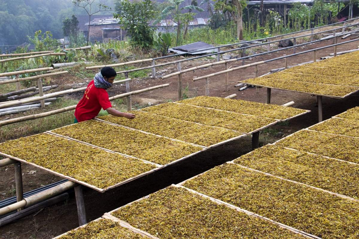 Jemuran Tembakau di lereng Sindoro