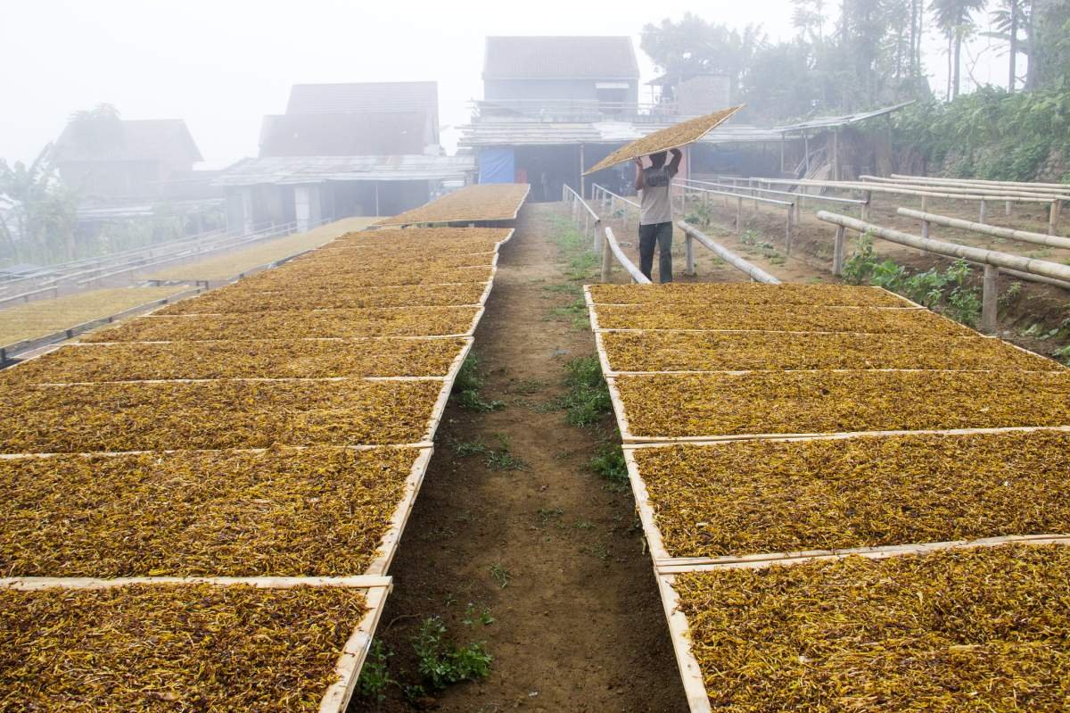 Kabut pagi Di Lereng Sindoro
